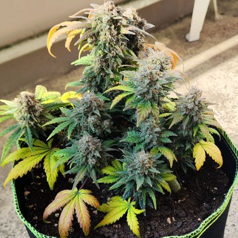 Margit growlog timeline photo