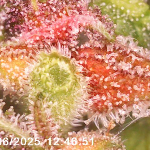 Margit growlog timeline photo