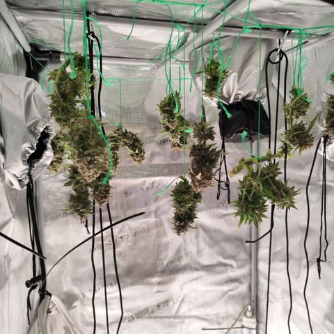 Margit growlog timeline photo