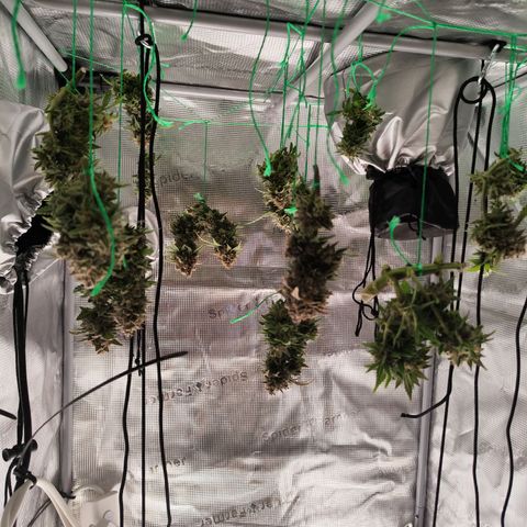 Margit growlog timeline photo