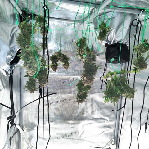 Margit growlog timeline photo