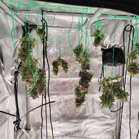 Margit growlog timeline photo