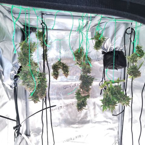 Margit growlog timeline photo