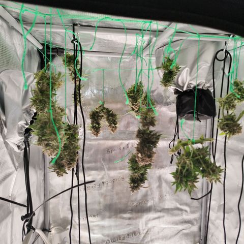 Margit growlog timeline photo