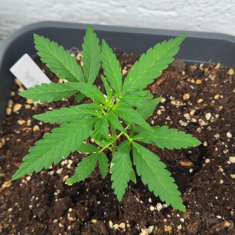 Edith growlog timeline photo