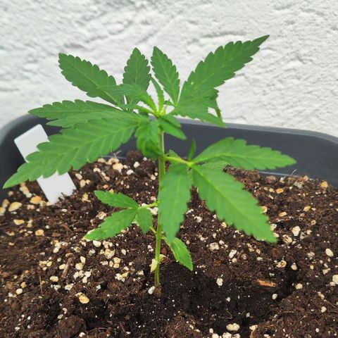 Edith growlog timeline photo