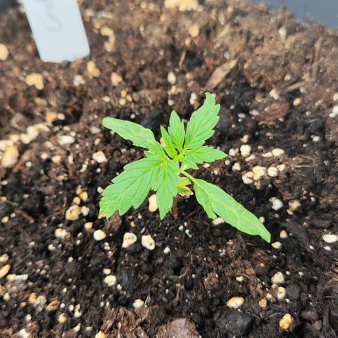 Linda growlog timeline photo