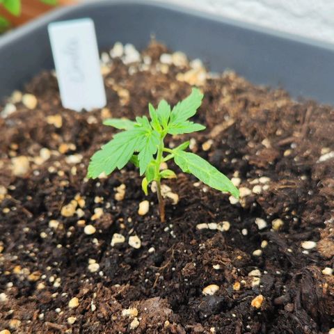 Linda growlog timeline photo