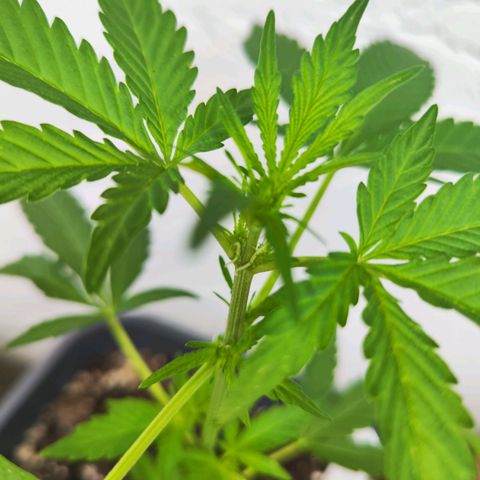 Edith growlog timeline photo