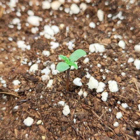 Gisella growlog timeline photo