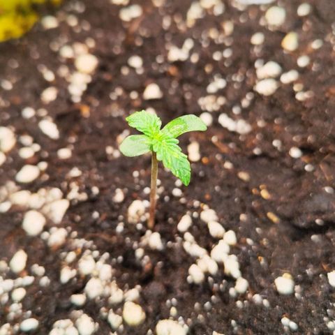 Gisella growlog timeline photo