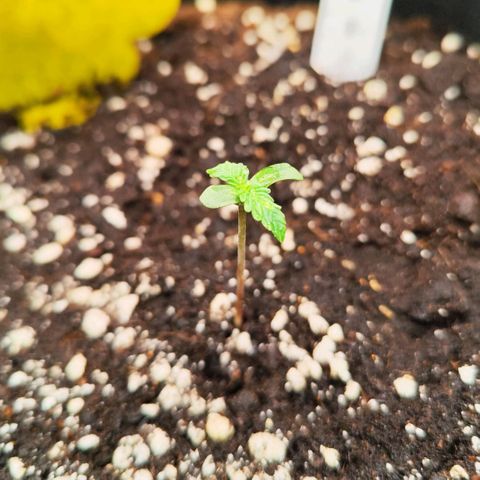 Gisella growlog timeline photo