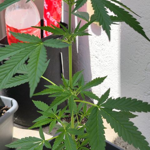 Edith growlog timeline photo
