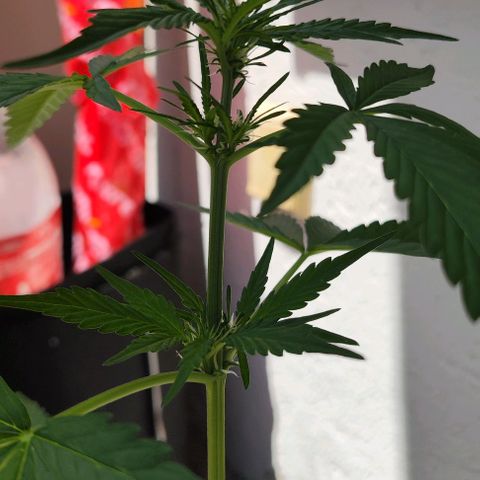 Edith growlog timeline photo