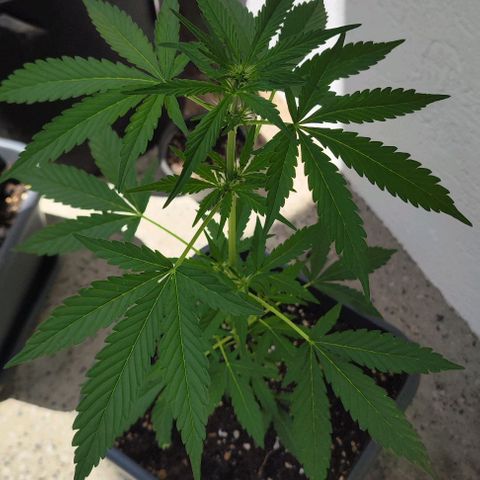 Edith growlog timeline photo