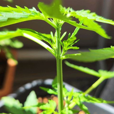 Linda growlog timeline photo