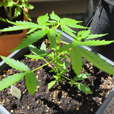 Linda growlog timeline photo