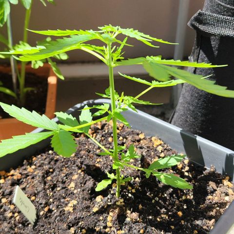 Linda growlog timeline photo