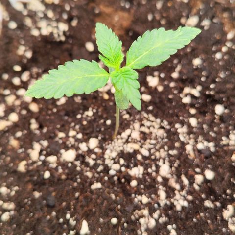 Gisella growlog timeline photo
