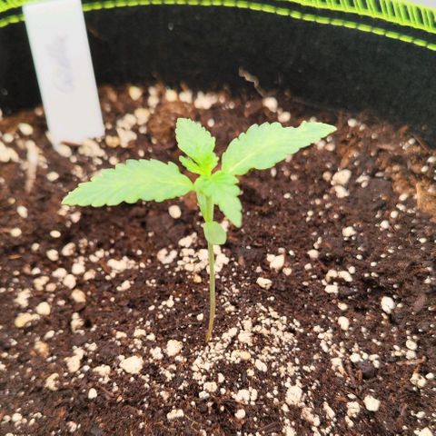 Gisella growlog timeline photo