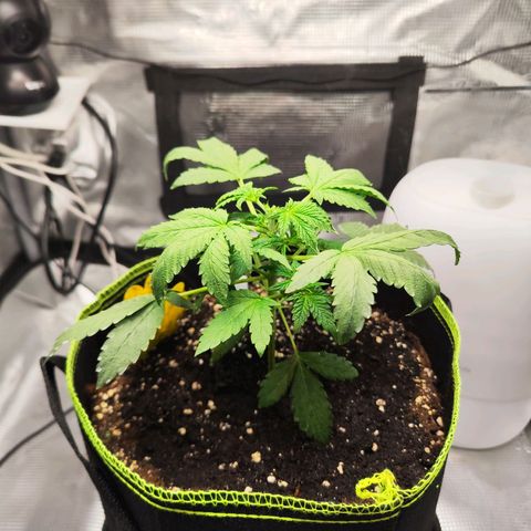 Gisella growlog timeline photo