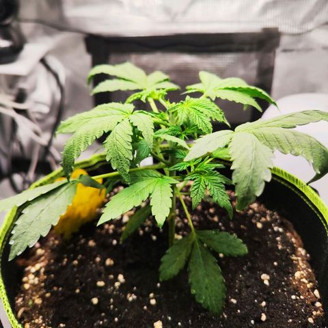 Gisella growlog timeline photo