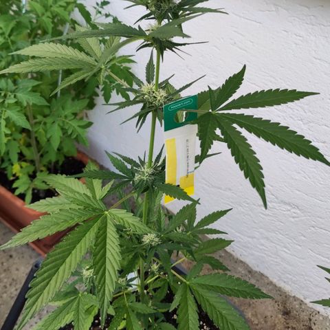 Edith growlog timeline photo