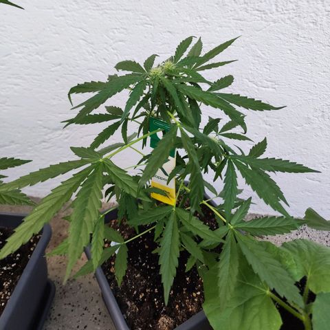 Linda growlog timeline photo