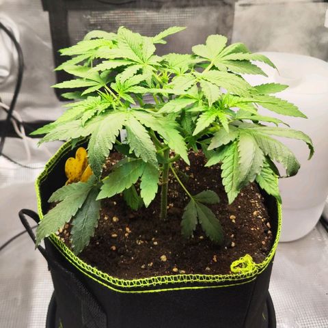 Gisella growlog timeline photo