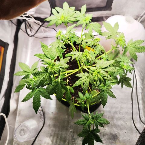 Gisella growlog timeline photo