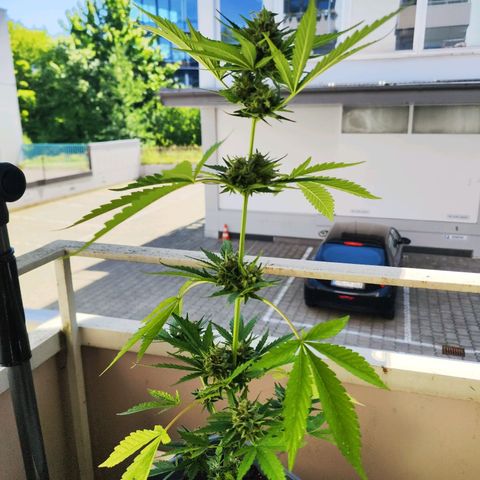 Edith growlog timeline photo