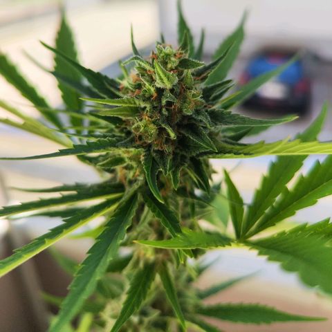 Edith growlog timeline photo