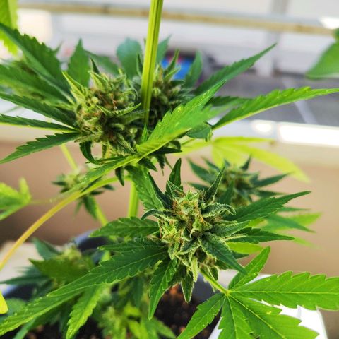 Edith growlog timeline photo