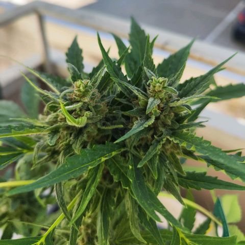 Linda growlog timeline photo