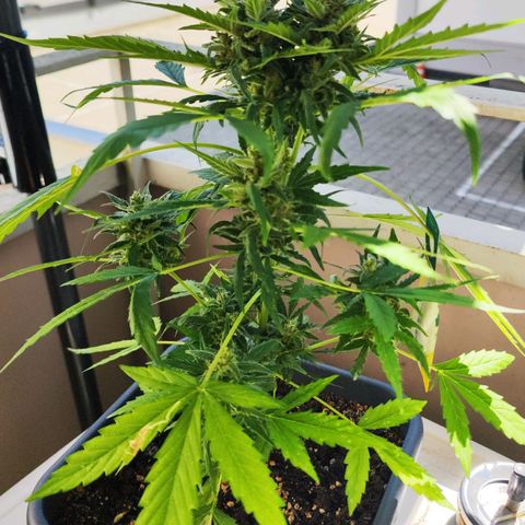 Linda growlog timeline photo