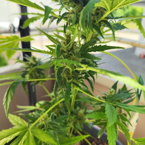 Linda growlog timeline photo