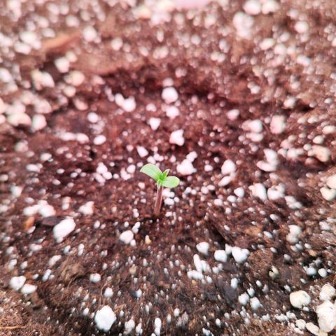 Bonnie growlog timeline photo