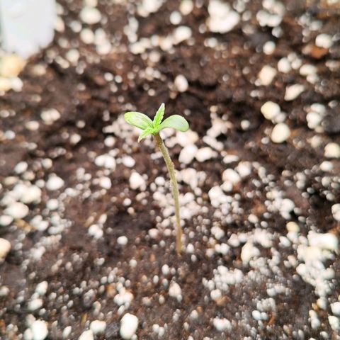 Bonnie growlog timeline photo