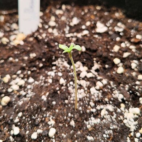 Bonnie growlog timeline photo