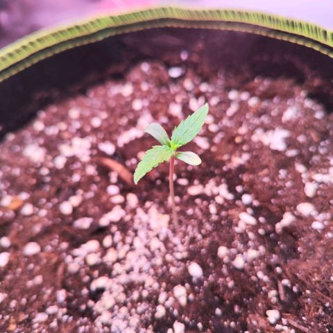 Bonnie growlog timeline photo