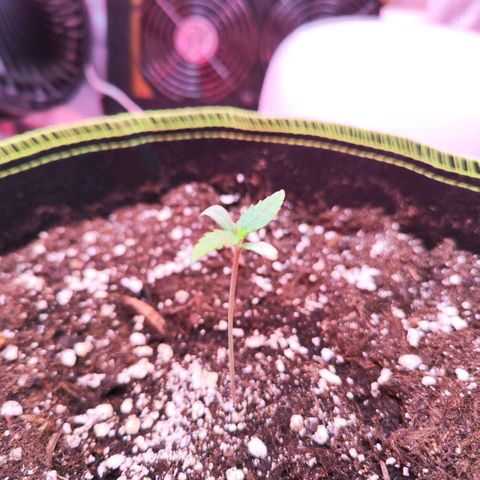 Bonnie growlog timeline photo