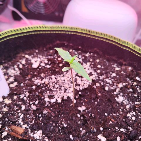 Bonnie growlog timeline photo