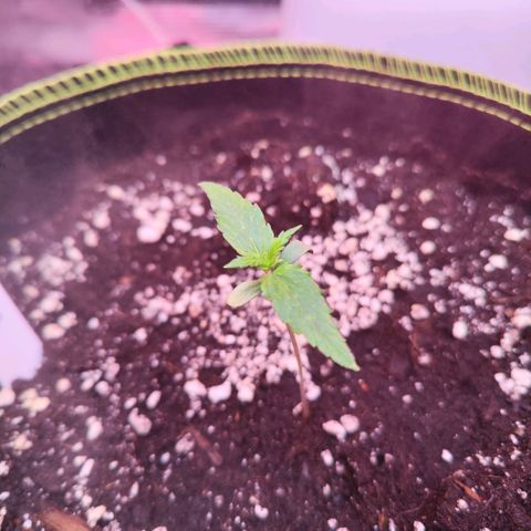 Bonnie growlog timeline photo