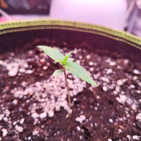Bonnie growlog timeline photo