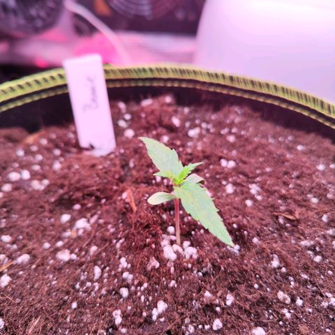 Bonnie growlog timeline photo