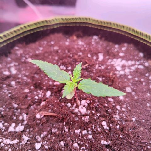 Bonnie growlog timeline photo