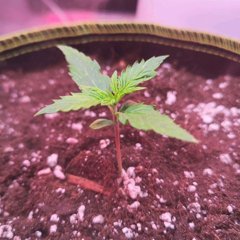 Bonnie growlog timeline photo