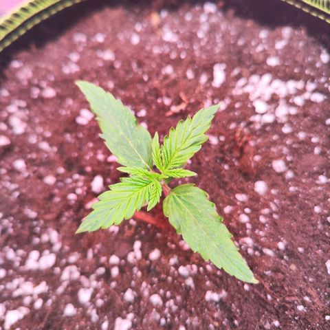 Bonnie growlog timeline photo