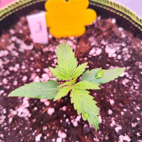 Bonnie growlog timeline photo