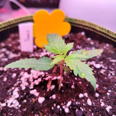 Bonnie growlog timeline photo